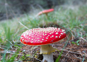 Seta Amanita Muscaria