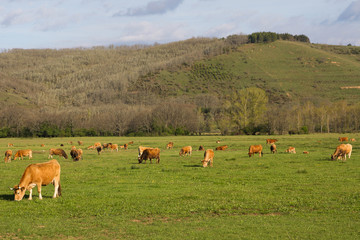 Fototapeta premium Vacas pardas pastando en una pradera