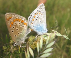 Butterflies in love