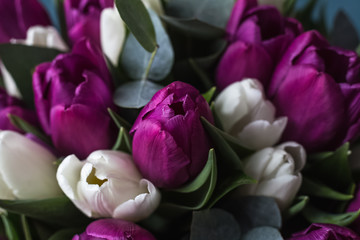 Obraz premium tulips in bloom