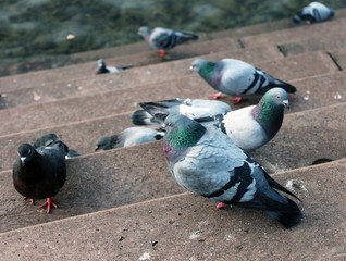 Pigeons