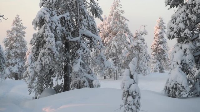 Scenic winter forest in Lapland