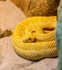 Yellow Snake