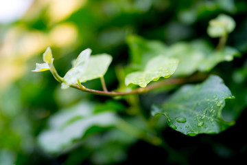 Ivy water drops