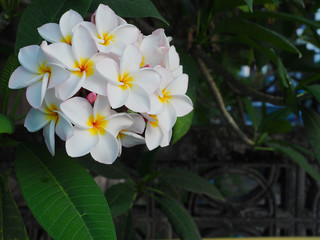 Plumeria