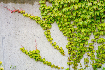Ivy wall