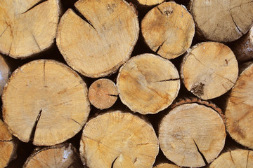 Oak firewood cut background