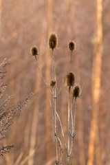 Seed heads on wild teasel plant in winter