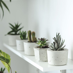 The stylish shelf filled a lot of cacti in cement pots in scandi interior. Modern composition of...