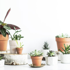 Fototapeta premium Modern composition of home garden with different plants in red clay pots on the marble shelf. Concept of copy space in design room.
