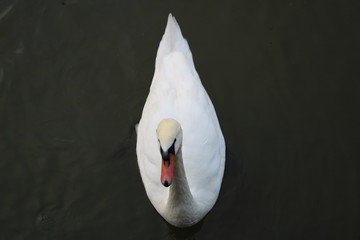 Schwan
