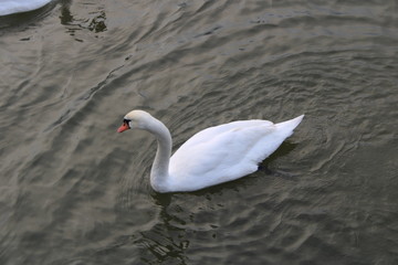 Obraz premium Schwan