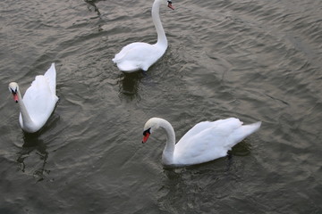 Fototapeta premium Schwäne in der Mosel