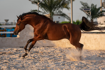 Arabian horse beauty 