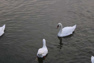Schwäne