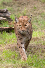 Naklejka na ściany i meble Lynx komt voetje voor voetje dichterbij