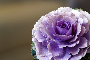 Cabbage Flower Details 