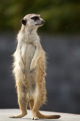 Alles bijhouden - meerkat