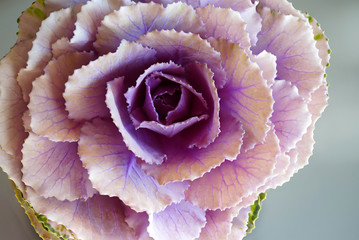 Cabbage Flower Details 