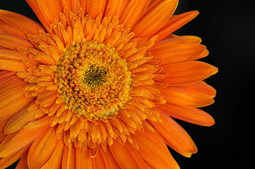 Orange Daisy Flower Gerbera