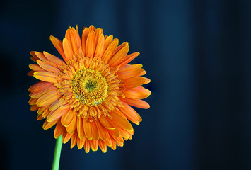 Orange Daisy Flower Gerbera