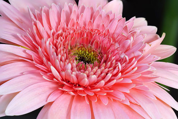 Pink Daisy Flower 