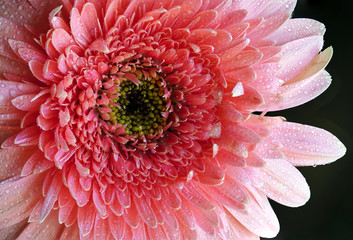 Pink Daisy Flower 