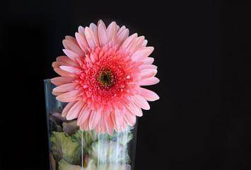 Pink Daisy Flower 