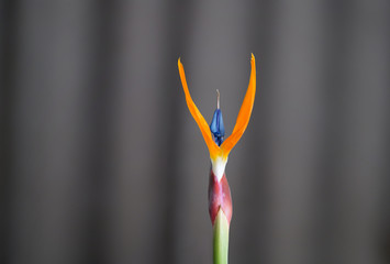  Bird Of Paradise Strelitzia Flower Detail 