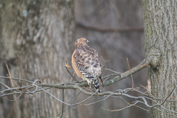 red shoulder hawk in winter