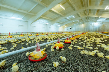 Little yellow chicks in close farm, temperature and light control. Indoors chicken farm, chicken feeding. - obrazy, fototapety, plakaty