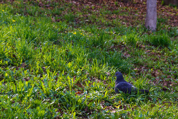 Dove on green grass in the city park