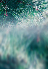 Evergreen pine branches on a fabulous, snowy, Christmas background with bokeh, snowflakes, lights