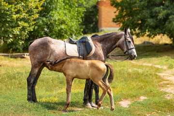 Obraz na płótnie Canvas Pretty foal standing with its mother horse and is eating milk outside. Foal stands in a paddock with its mother.