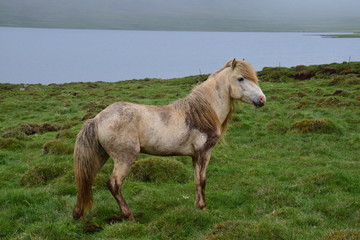 Obraz premium It's a pleasure to have a white horse. Icelandic stallion, full of dirt.