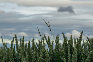 Nahaufnahme eines grünen Kornfeldes vor einem Wolkenhimmel