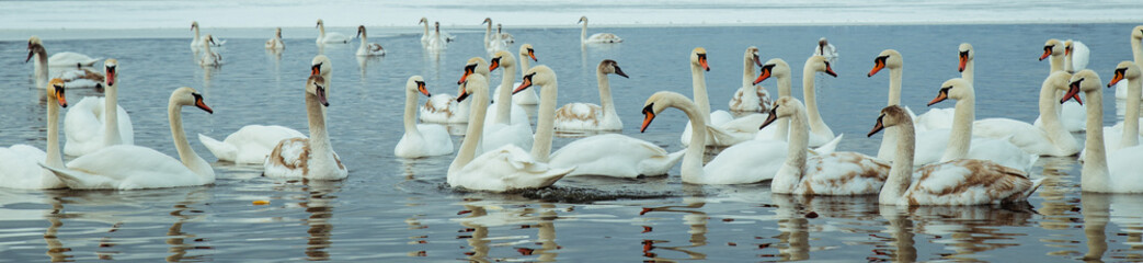 Obraz premium lot of swans on the lake