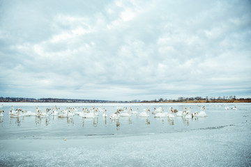 lot of swans on the lake in winter day