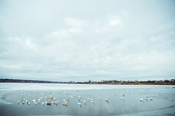 lot of swans on the lake in winter day