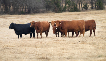 herd of red and black Angus cows