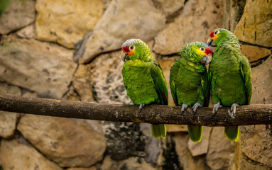 parrot on a branch