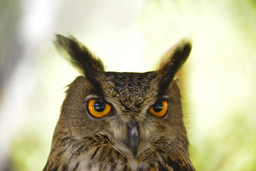 Portrait eagle owl