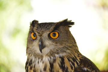 Portrait eagle owl