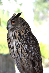 Perched eagle owl