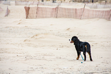 Bernese Mountain dog with loose leash standing on beach sand