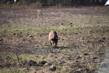 Pig rooting for food