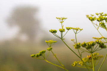 bush in the morning sun. foggy morning, dawn.