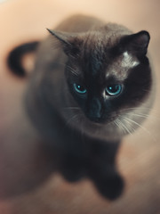 Brown Siamese cat sitting on a wooden table