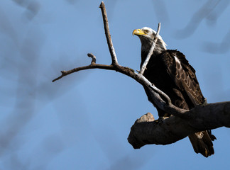 bald eagle on branch