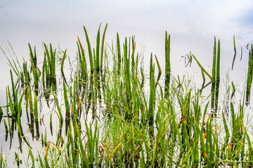 Pond grass in bog